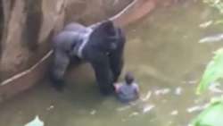 Rare-Species-Gorilla-Killed-In-Cincinnati-Zoo-To-Save-4-Year-Old-Kid.png