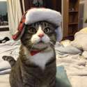 cat.jpg
