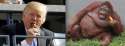 TrumpIcecreams-1024x380.jpg