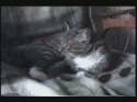 1370132101039.gif