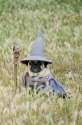 wizard-pug.jpg