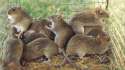 babe rats.jpg