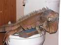 Wizard_the_toilet-trained_iguana.jpg