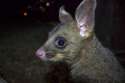 possum.jpg