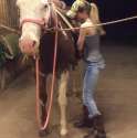 horse2.jpg