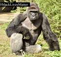 gorilla.png