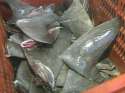 fresh-shark-fin.jpg