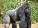 Jock,_the_Gorilla.jpg