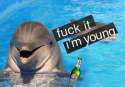 dolphin2.jpg