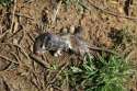 One_mouse_down.jpg