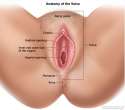 vagina-final.jpg