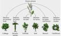 Mustard Plant Breeding.jpg