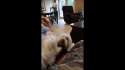 Doggo Fight.gif