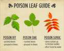 poison plnts.jpg