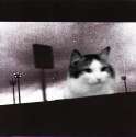 Cat Flag Blues.jpg