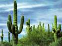 cactus-pictures-21.jpg
