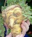 Parsnip_face.jpg