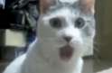OMG Cat.png