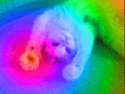 1445707888412.gif