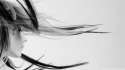 avril_lavigne_black_and_white-wallpaper-1920x1080.jpg