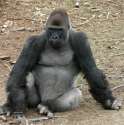 denver_zoo_gorilla_320.jpg