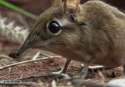 Crazy-Animals-Gifs-14[1].gif