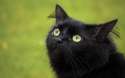 flikkans cat.jpg