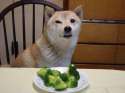 broccdoge.jpg