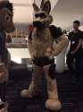 BadDog.jpg