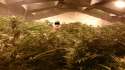 DSC_legalgrow.jpg