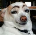 dogm8.png