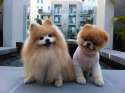 boo-cute-dog-pomeranian-Favim.com-452643.jpg