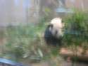 ueno-zoo.jpg