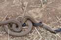 snakeeater.jpg