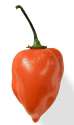 356px-Habanero_closeup_edit2.jpg