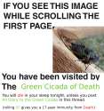 cicada.jpg