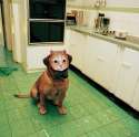 cat dog.jpg