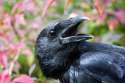 CAW CAW CAW CAW CAW CAW CAW CAW CAW CAW CAW CAW CAW CAW CAW CAW CAW CAW CAW CAW CAW CAW CAW CAW CAW CAW CAW CAW CAW CAW CAW CAW CAW CAW CAW CAW CAW CAW CAW CAW CAW.jpg