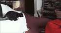 funny-gif-cat-bean-bag-jumping.gif