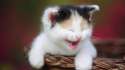 cat-lo2l.jpg