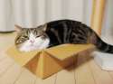 maru best celeb.jpg