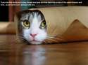 buritto cat.jpg