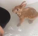bunn.gif