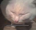 Sad cat.jpg