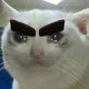 angry cat.png