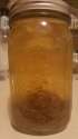 ElderberryFlower.jpg