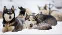 siberian_husky_by_exileden-d5rlbe6.jpg