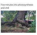 morning wood.jpg