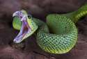 madsnek.jpg