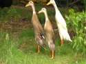 Indian Runner Ducks.jpg